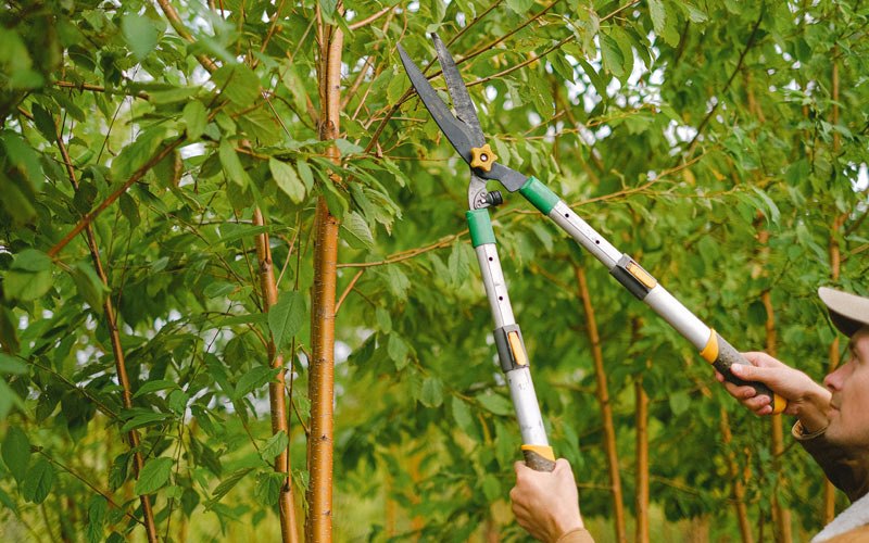 Tree trimming in Hoosick Falls, NY